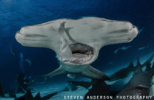 The winter months bring the Hammerheads in from deep wate... by Steven Anderson 